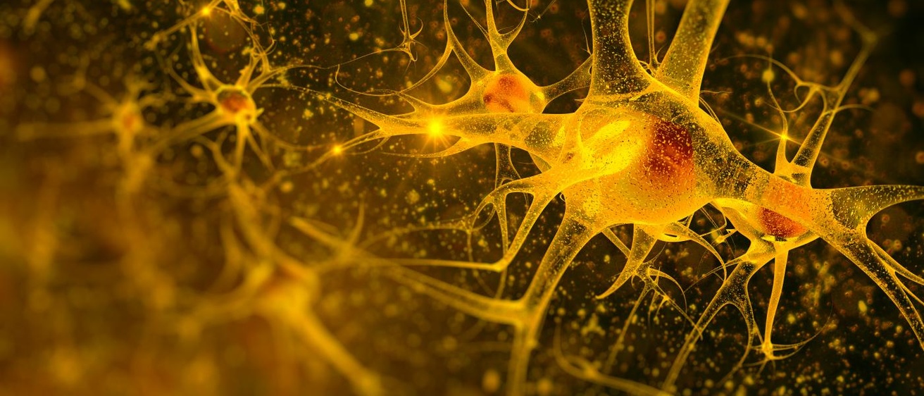 neuron